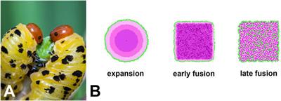 EyeVolve, a modular PYTHON based model for simulating developmental eye type diversification
